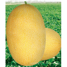 HSM03 Kaolv oval goldgelb F1 Hybrid hami Melonenkerne, Honigmelone